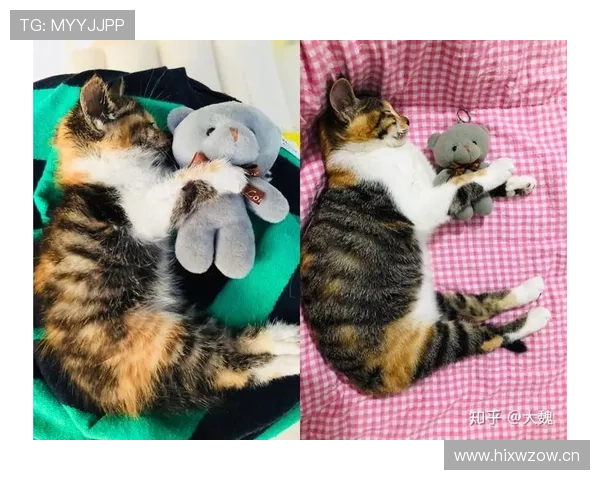 掌敏洁那生活简直两极分化，一边训练像疯子一边回家变猫奴？